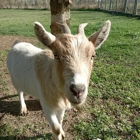 Dom wakacyjny Le Petit Moulin, Ste Soline *