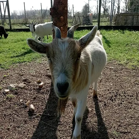 Dom wakacyjny Le Petit Moulin, Ste Soline
